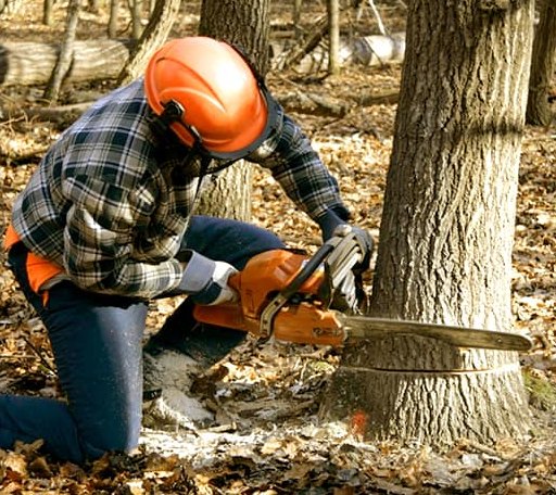 Tree Removal in Oil Trough, AR